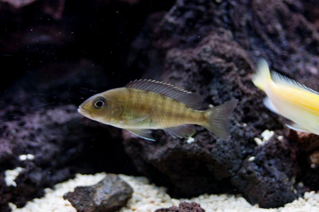 CRW_5584.JPG - Hona av Aulonocara "red rubin"