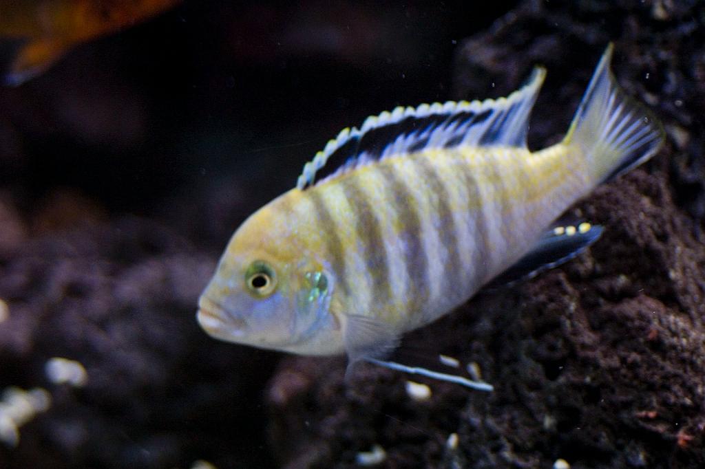 CRW_5592.JPG - Hane av Cynotilapia afra