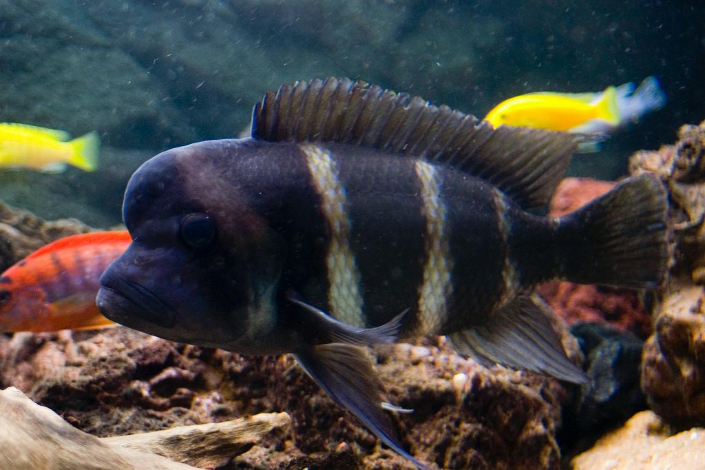 CRW_5598.JPG - Hane av Cyphotilapia frontosa
