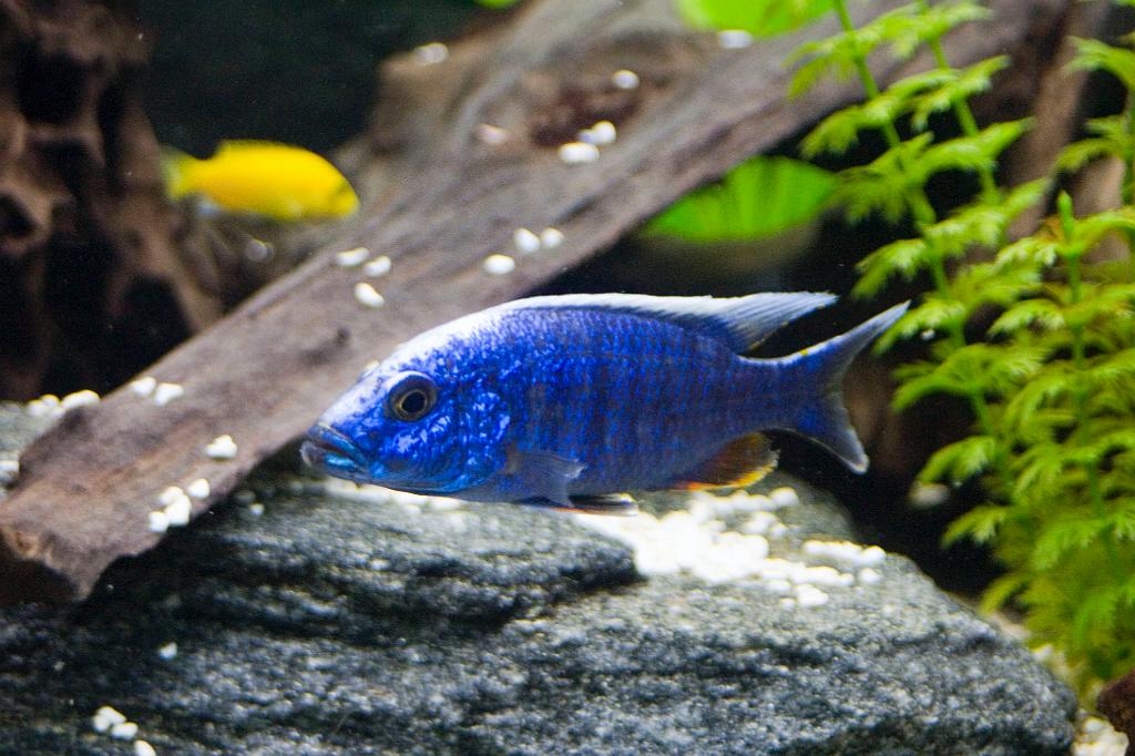 CRW_5991.JPG - Hane av Sciaenochromis fryeri