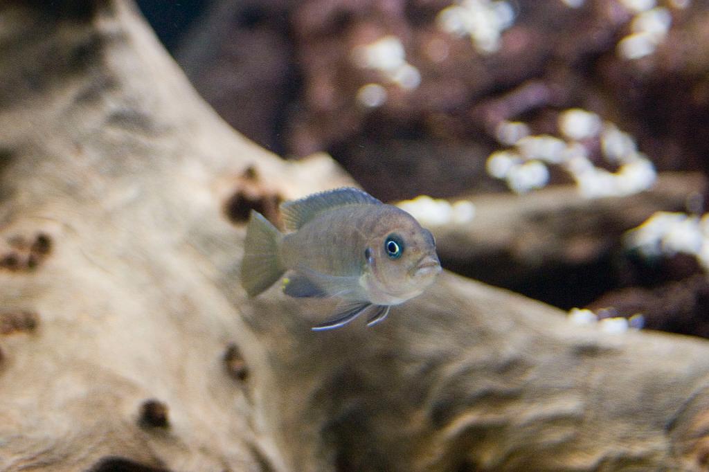 CRW_6033.JPG