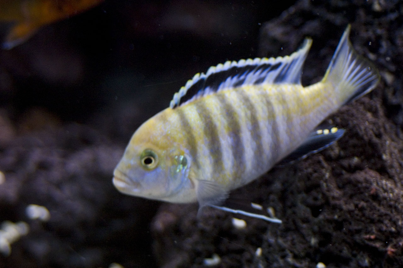 Metriaclima estherae (r�d zebra)