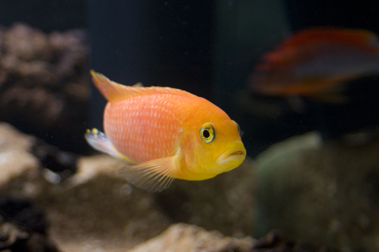 Hane av Cynotilapia afra