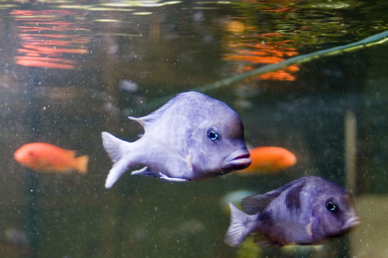 Hane & hona av Cyrtocara moorii (bl� delfinciklid)